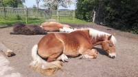 Natürlich mit Pferd - Schlafverhalten bei Pferden