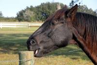 Natürlich mit Pferd Britta Wutke Pferdepsychologie Verhaltenstherapie Pferdeverhalten Koppen Verhaltensstörung