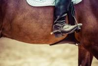 Gerte Sporen Hilfsmittel Natürlich mit Pferd Tierpsychologie Pferdepsychologie Vertrauen Britta Wutke Verhaltenstherapie Training Pferde verstehen Verhaltensberatung Pferdeverhaltensberatung